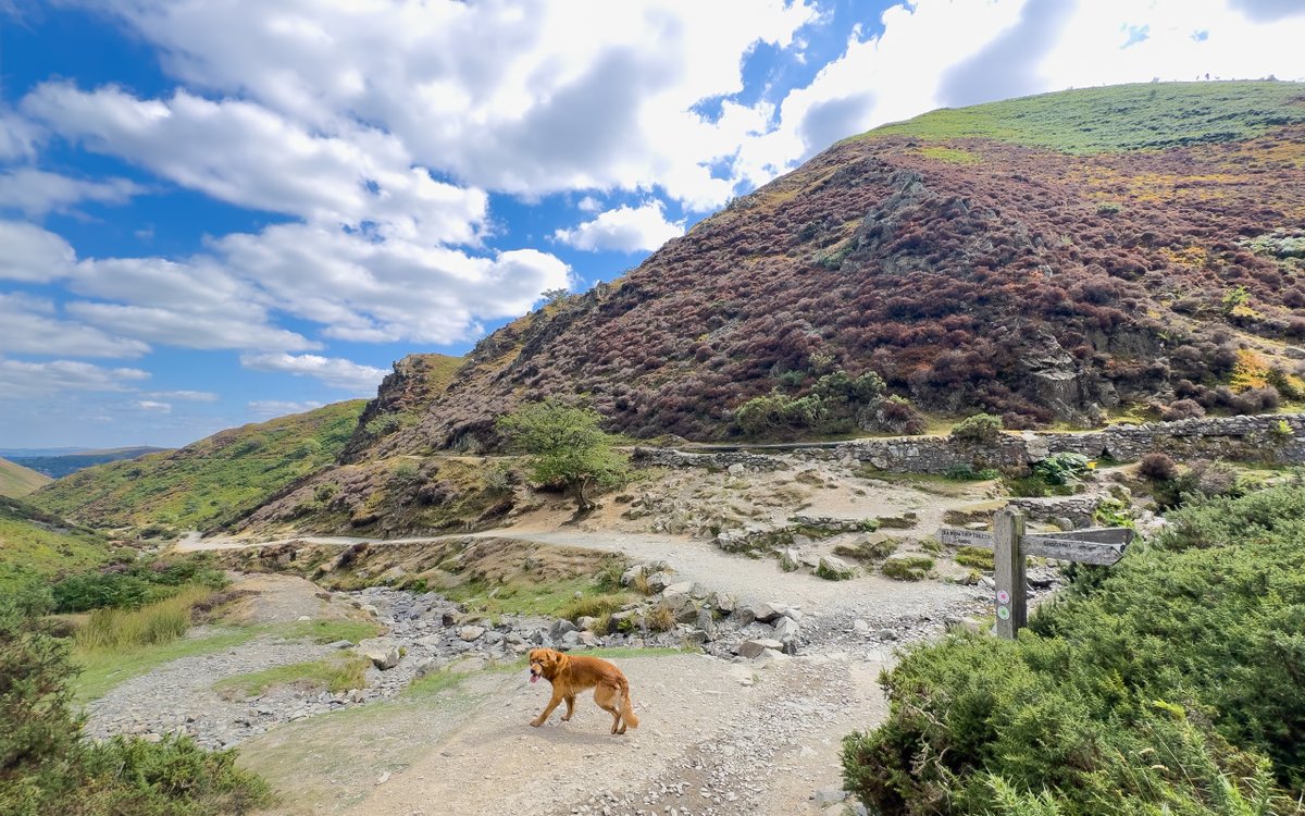 Finlay - Red Moonshine (@finredmoonshine) on Twitter photo Out enjoying the view at <a href="/nationaltrust/">National Trust</a> #CardingMillValley with Finlay #RedMoonshine this weekend #OutdoorWalks #OutdoorPhotography #DogPhotography #DiabetesUK #1mSteps #1mStepsChallenge redmoonshine.com Out enjoying the view at <a href="/nationaltrust/">National Trust</a> #CardingMillValley with Finlay #RedMoonshine this weekend #OutdoorWalks #OutdoorPhotography #DogPhotography #DiabetesUK #1mSteps #1mStepsChallenge redmoonshine.com