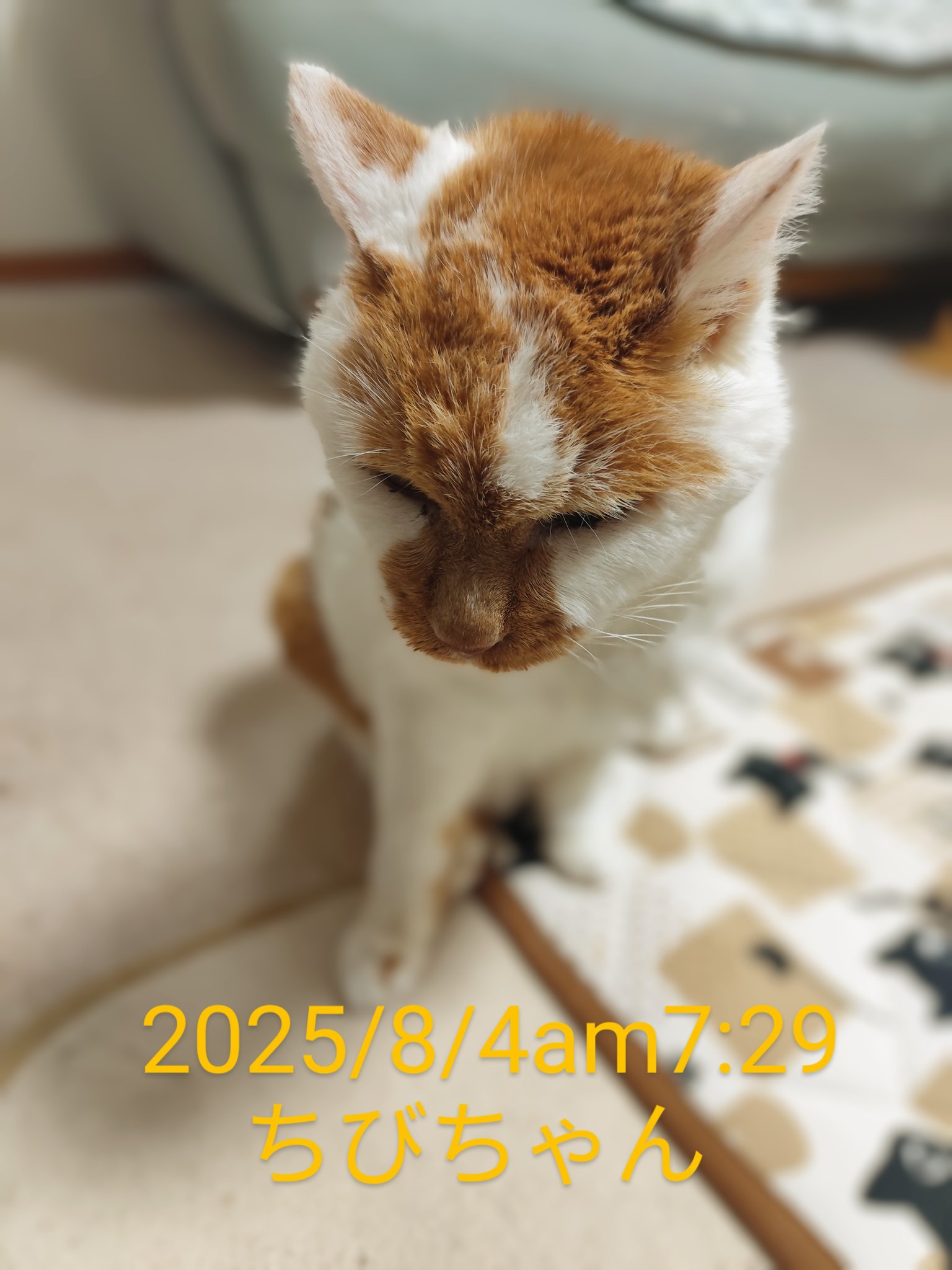 ちびねこ　0831 なすけ on X: 