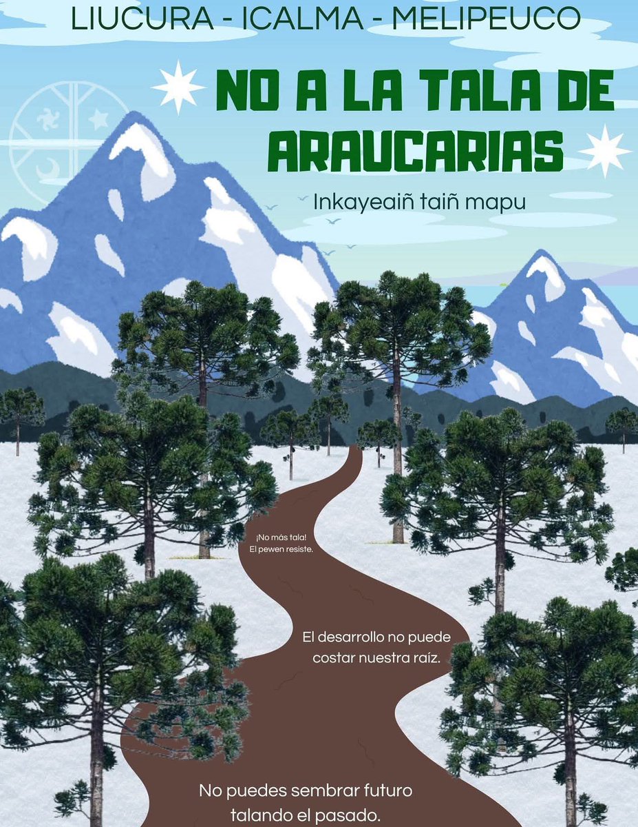 alegriagonzaa's tweet photo. ⚠️No puedes sembrar futuro talando el pasado. 

No a la tala de araucarias en Ruta  R‑95 y Ruta S‑61. #Liucura #Icalma #Melipeuco 

#SalvemosLasAraucarias 

@ginniasa @Seba_Sismos_CL @GrupoWurtlitzer @GabrielBoric @amoarbolurbano @cleivamoris https://t.co/A80cTuPYwq