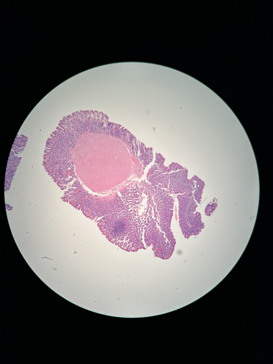 Leslie Roman, MD, MS tweet media