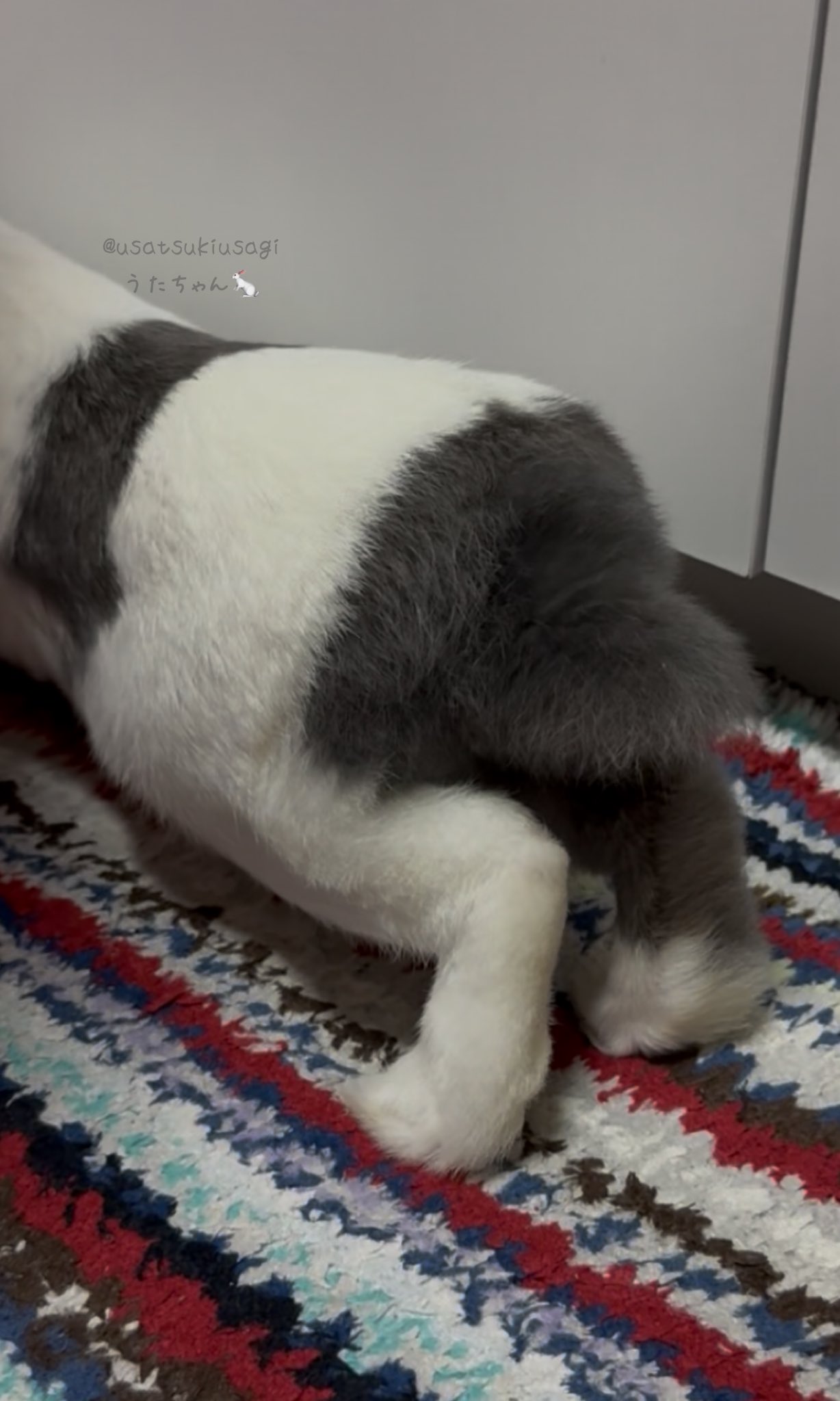 うさうさ🍒(ｵｼｬﾚな模様うたちゃん) on X: 
