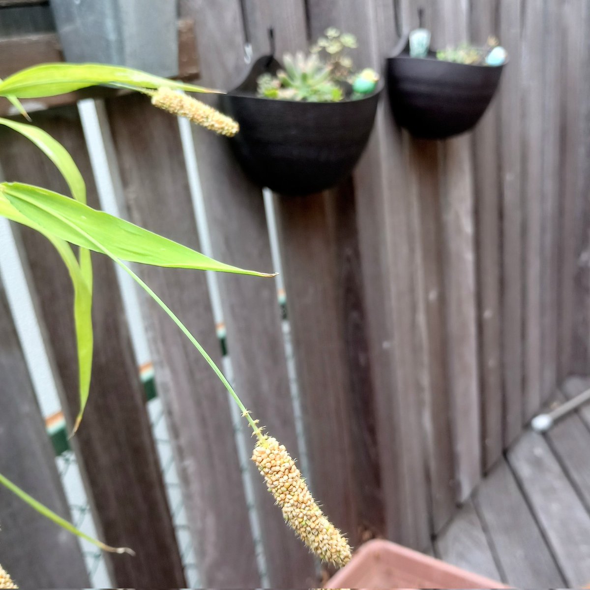 粟穂を適当に撒いたら、
粟穂が出来た！
適当過ぎて、猫じゃらし程度にしか育たんかった。
奥には先住のセキセイインコ達が眠ってるので、
その子達が喜ぶがもしれん。
#インコ の餌