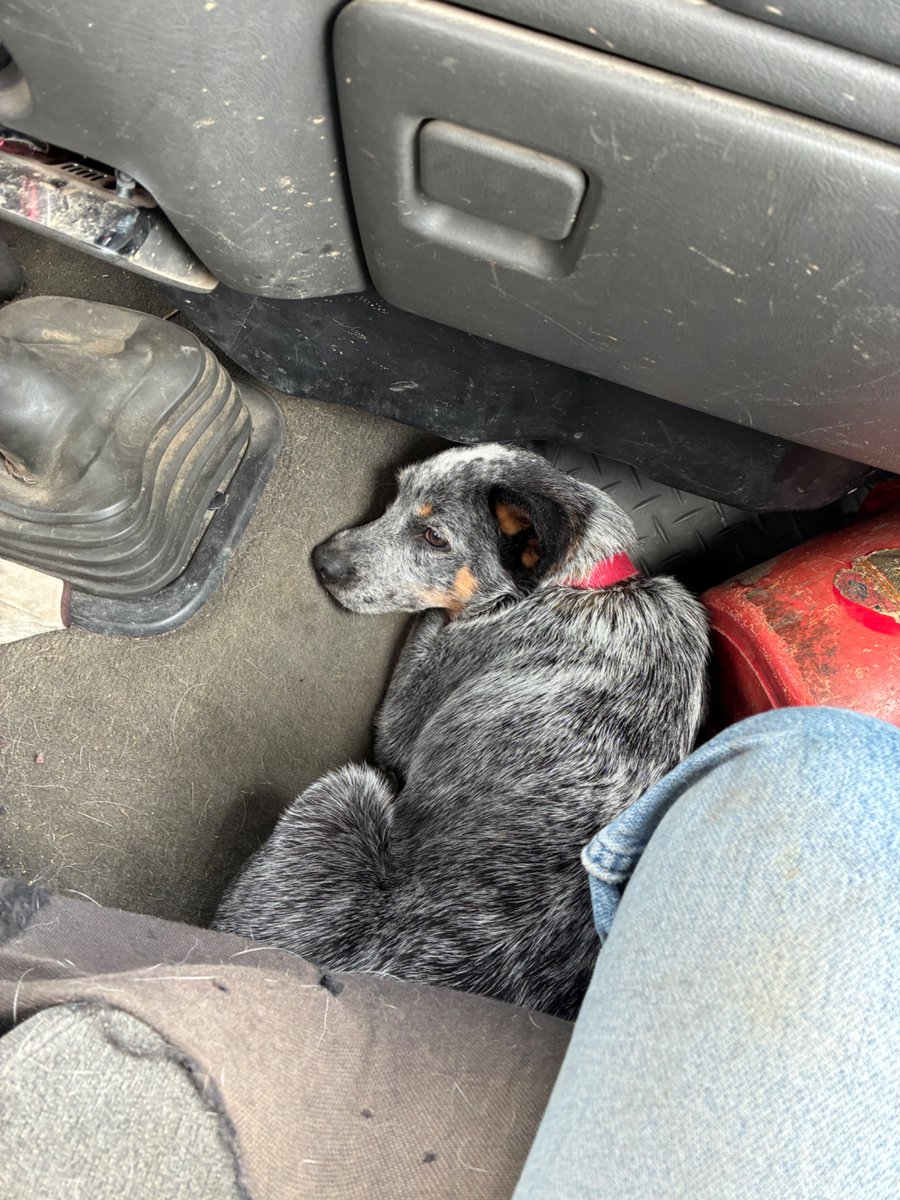 Redcowsforever's tweet image. Heading home exhausted. But the plus side he has figured out cold air comes out down there. 6 months old going on 16 years if you ask him.
