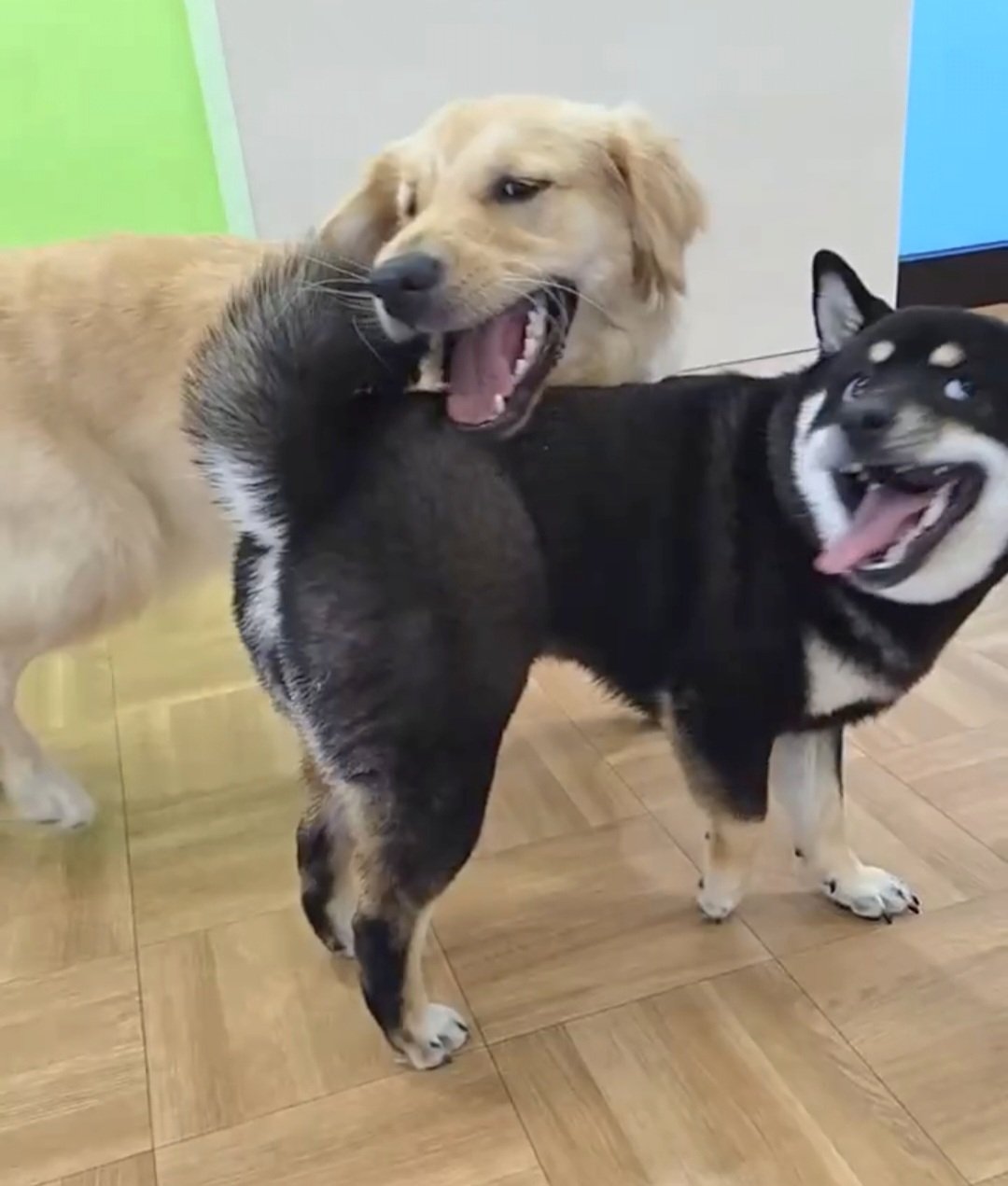 黒柴あおい🐾 on X: 