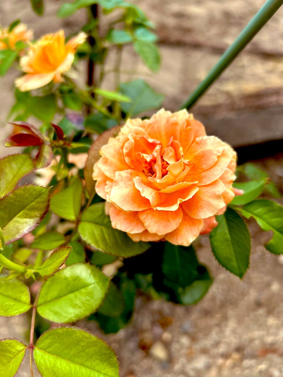 魅力に惹かれて
ロマンチックなところ
あなたに似てる
暖色オレンジ🧡
情熱・魅惑・花言葉から〜

おはようございます◡̈*

今週も笑顔で
優しく宜しくお願いします