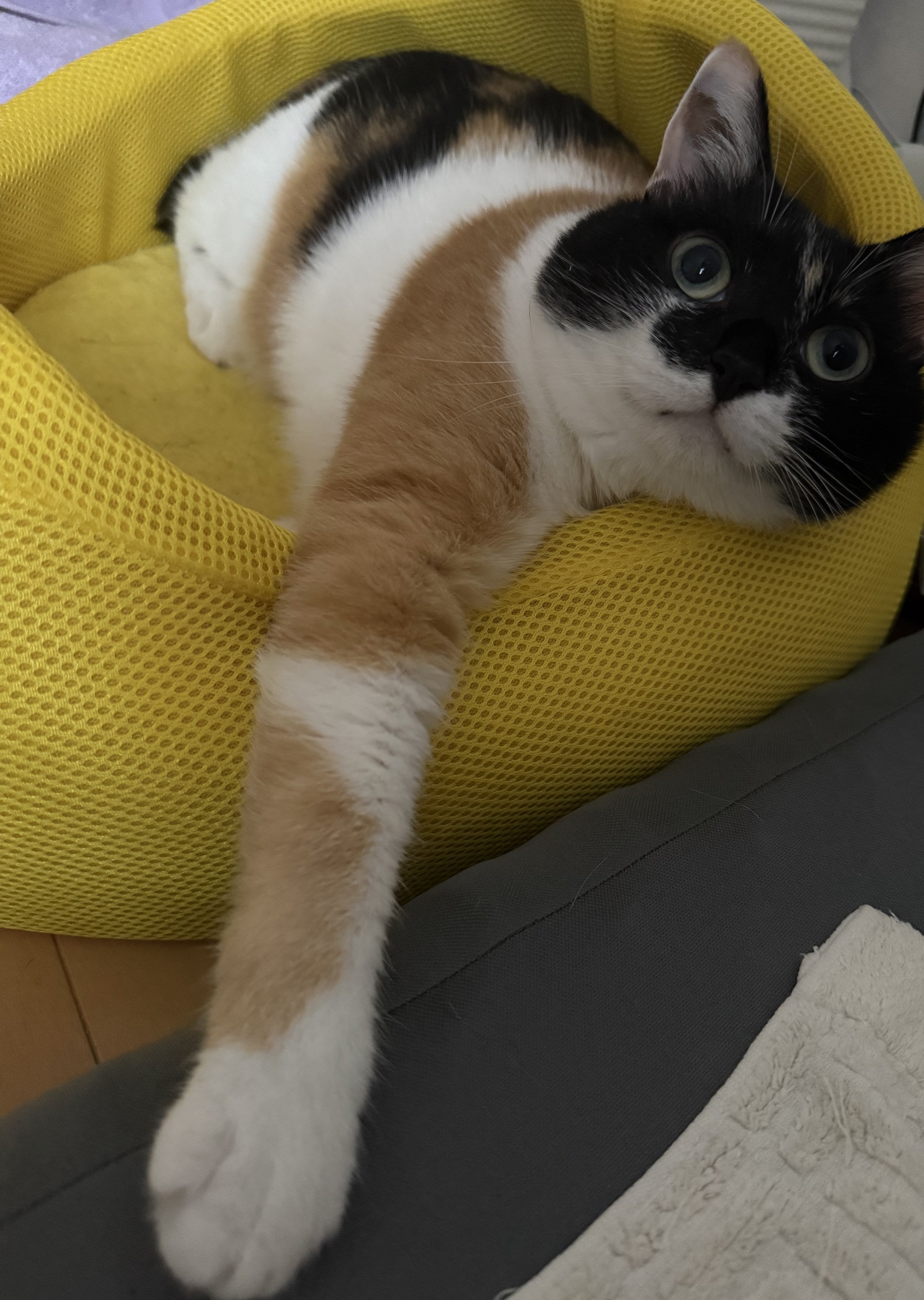 三毛猫ママページです 三毛母猫が赤ちゃん猫を見せに来てくれました[猫の赤ちゃん