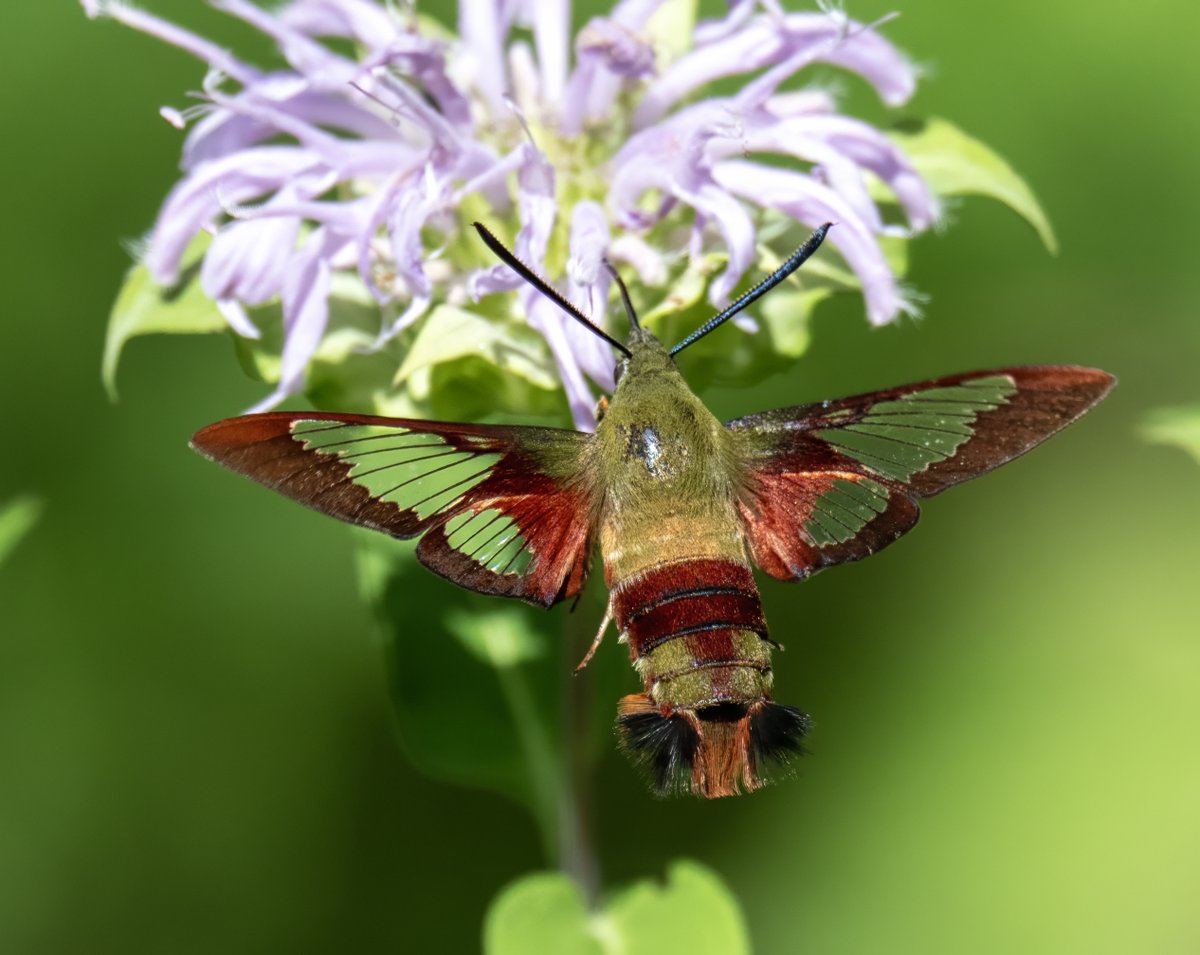 A collection of hummingbird moths from the last couple of weeks, species Hummingbird Clearwing, a hummingbird mimic. These moths sip nectar and prefer pink and purple flowers like the Wild Bergamot (aka Bee Balm) in these photos.