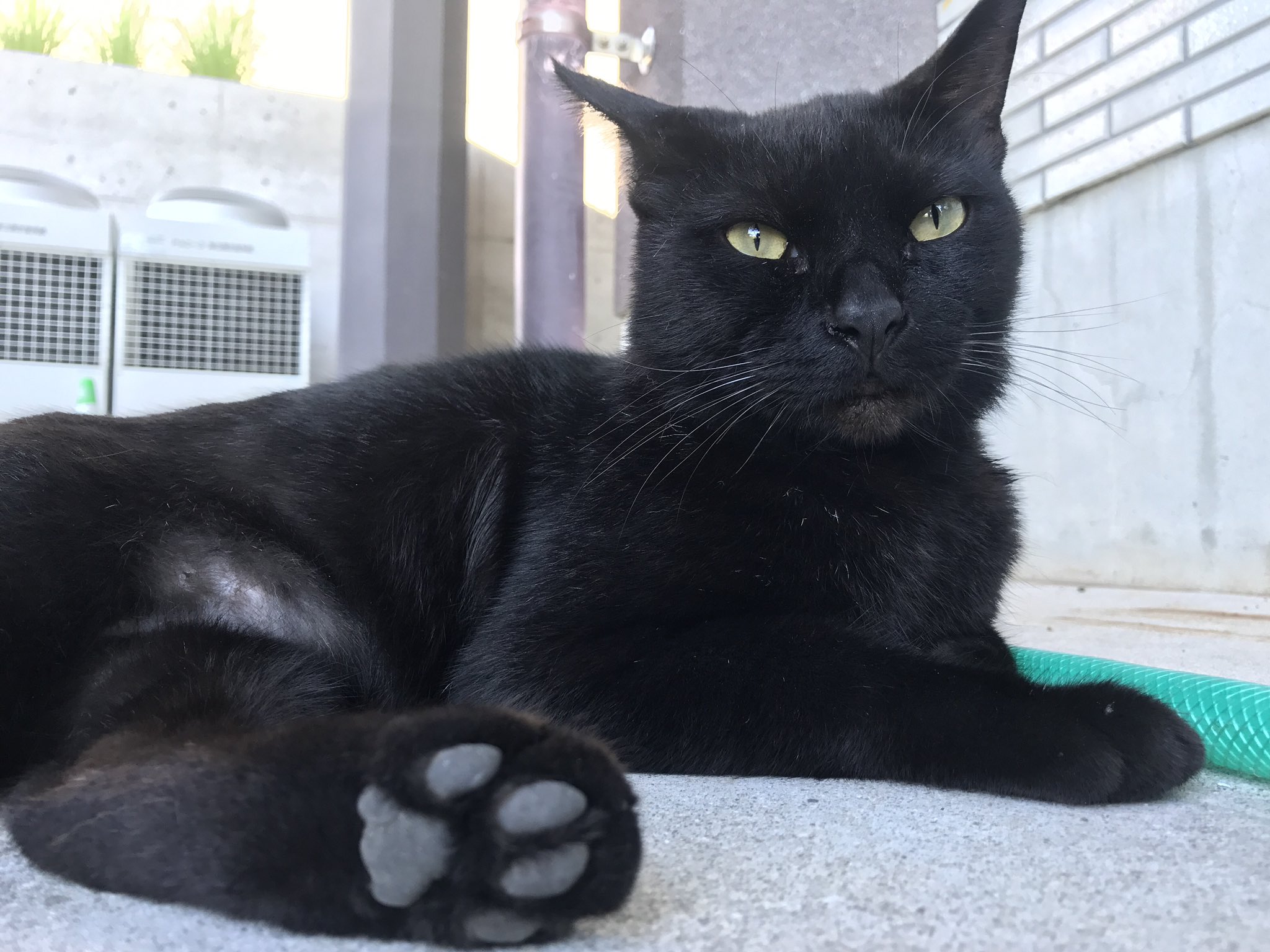 ネコ Amazon | FUKUMARU 猫 スクラッチ ポスト ウォール マウント 36
