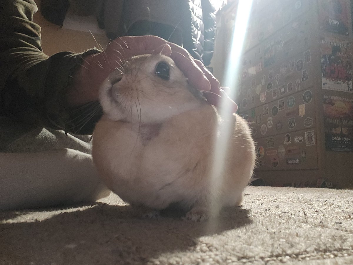 #このタグを見た人はめっちゃ可愛い女の子を貼って