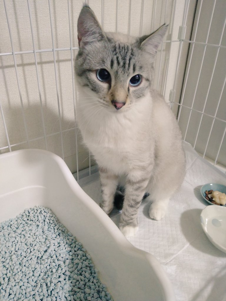 いま千葉に来ています。自宅の庭で保護した『フー君』妹が家族に迎えてくれることになり、無事に届けることができました。名前は福丸君になりそうです✨推定1歳半の健康な男の子。誰よりも信頼している妹が里親になってくれて感謝の気持ちでいっぱい😭幸せにね。フー君、大好きだよ🤍
#保護猫を家族に