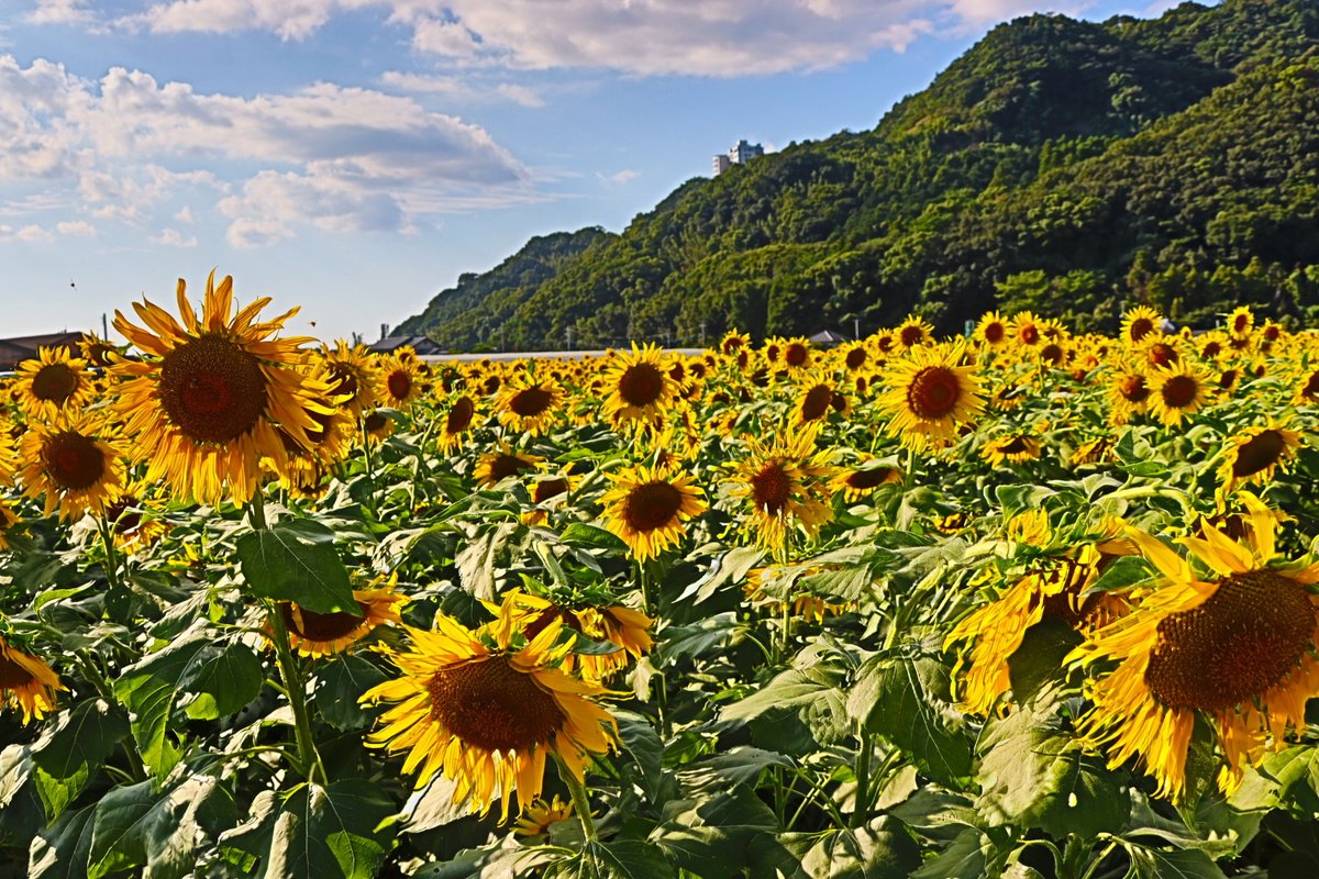 ひまわりみたいに真夏の太陽に負けないくらいに咲き誇る人生だったら良かったのに。
みんなはキラキラした夏を過ごしてね？