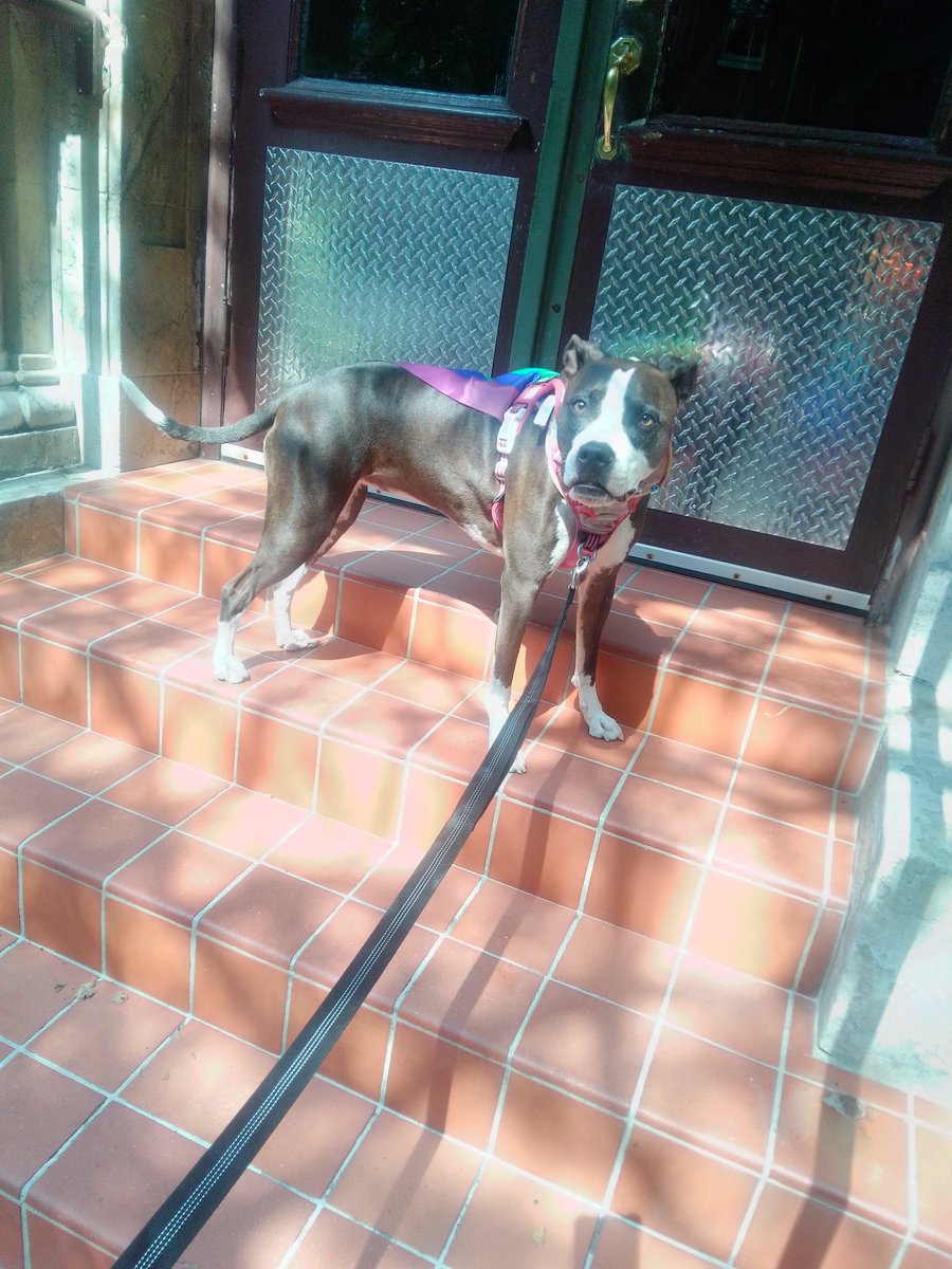 LebrockTony's tweet photo. Dogatory is: Can 🫵 Spot The Difference 💙🐾💙🏳️‍🌈💙🐾💙,
#dogtwins #twinsisters #twin
#dogdouble #doubletrouble
#dogsdogs #dogsonly #pittie
#pittbullsaregreat #bluenose
#MadamRiley #pittiepride https://t.co/YpLjwT72bH