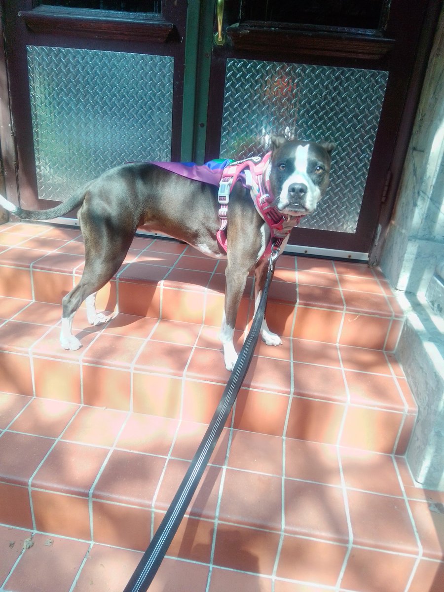 LebrockTony's tweet photo. Dogatory is: Can 🫵 Spot The Difference 💙🐾💙🏳️‍🌈💙🐾💙,
#dogtwins #twinsisters #twin
#dogdouble #doubletrouble
#dogsdogs #dogsonly #pittie
#pittbullsaregreat #bluenose
#MadamRiley #pittiepride https://t.co/YpLjwT72bH