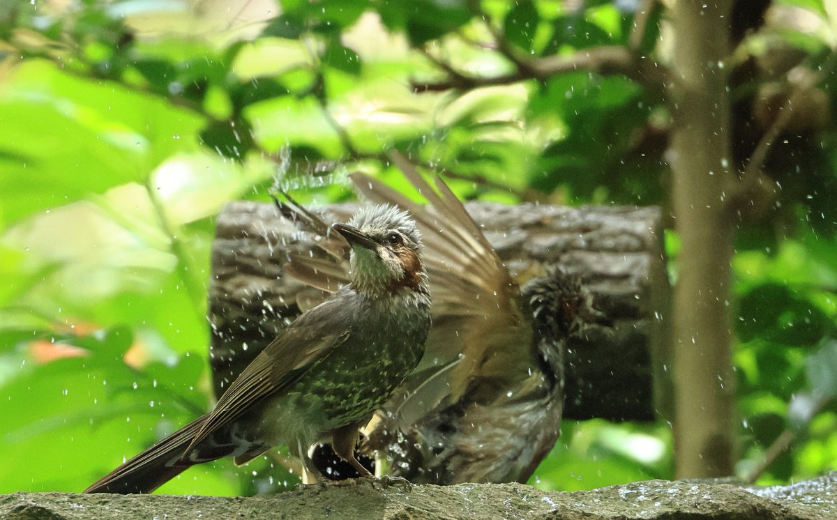 蒸し暑い夏の午後、下丸子の森のバードバスは #ヒヨドリ で大賑わい。

▼野鳥写真図鑑「ヒヨドリ」
global.canon/ja/environment…