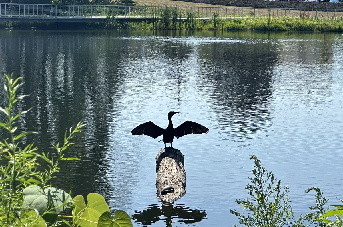 brule_rob's tweet image. Seems all is well at the Arnold E. Holm Jr. Memorial Park…