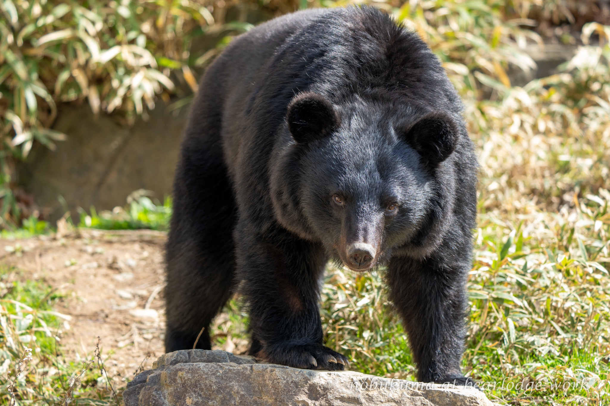 本格的モヘヤの熊 芦屋にツキノワグマ出没 体長1・5m、近隣でも目撃情報 | 神戸