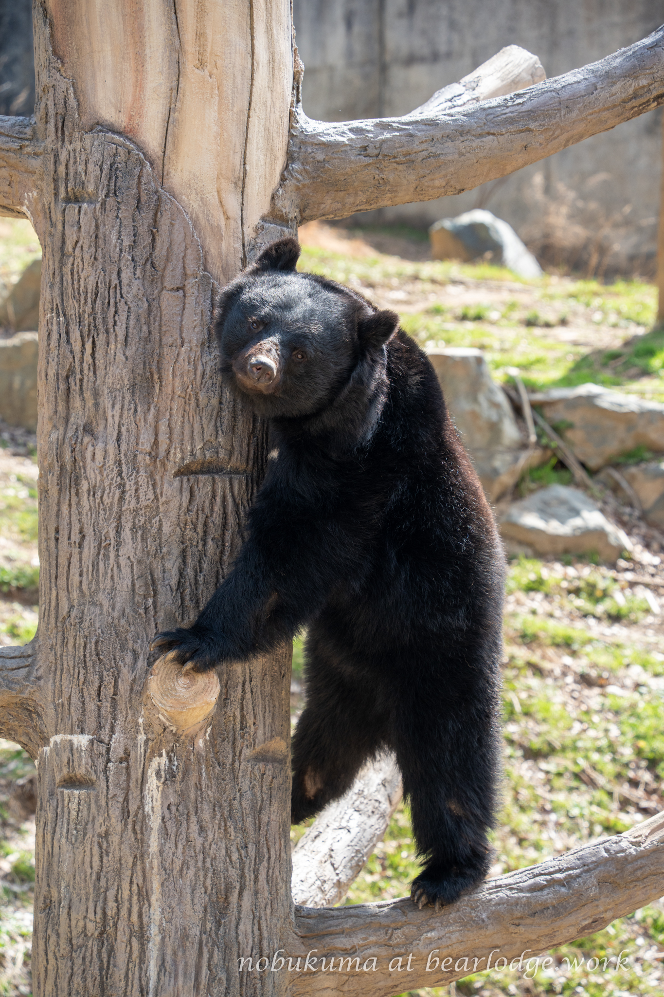 のぶクマ🐻羆と香辛料🐻C106 日曜日 東6 “ク”－37b on X: 