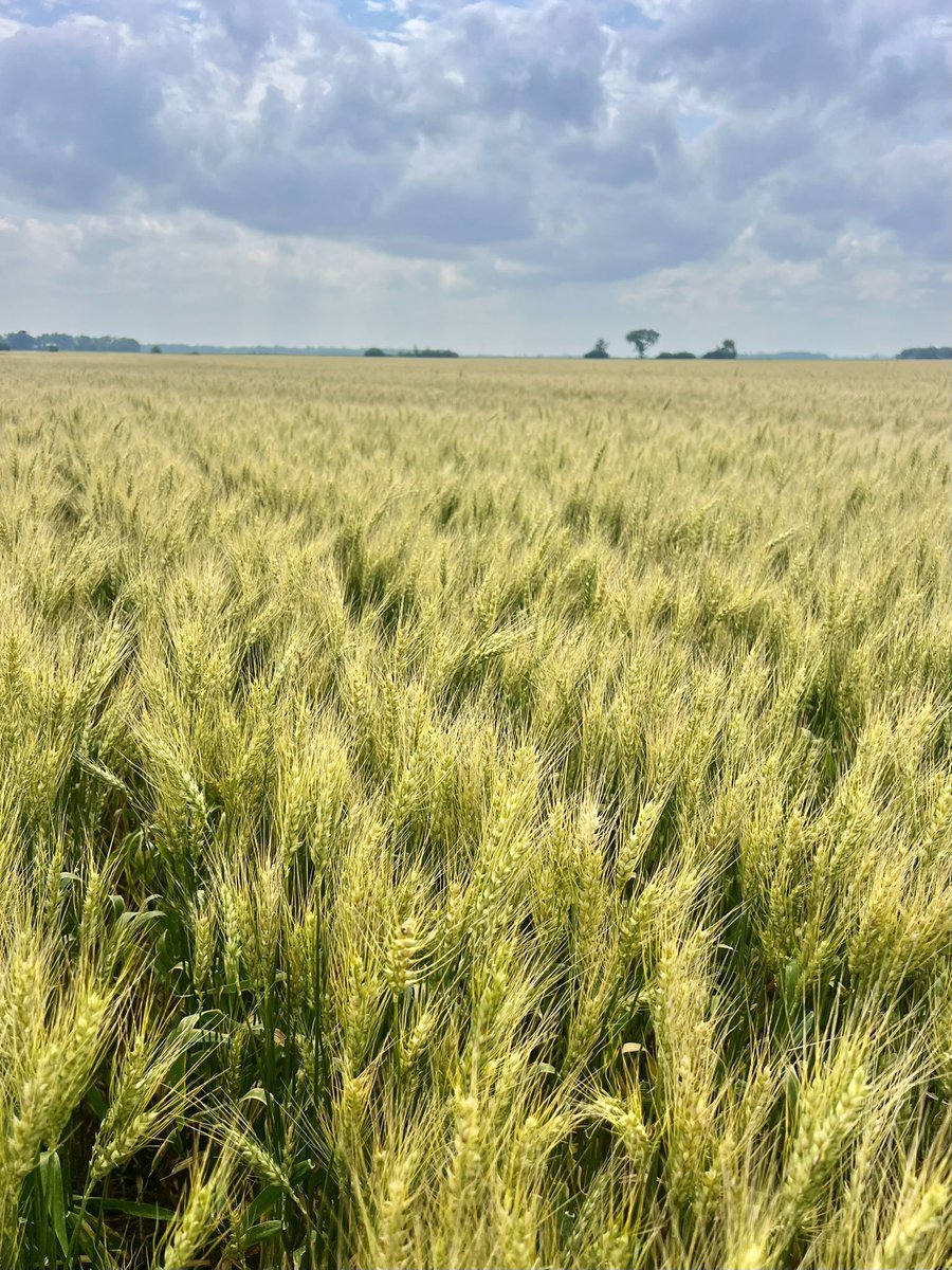 cciefarmer's tweet photo. Getting closer 

#wheat #harvest25 https://t.co/AiHjzHOgaF