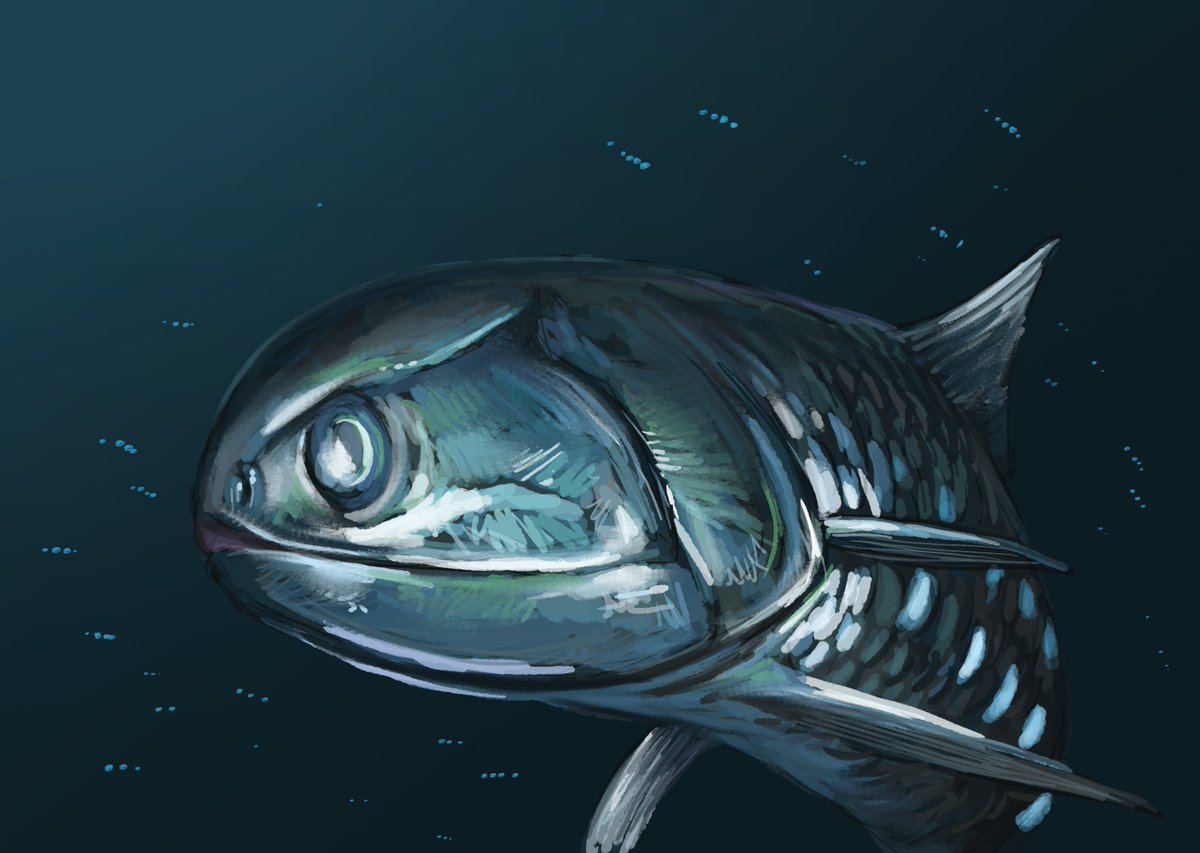 Joschua Knüppe tweet media