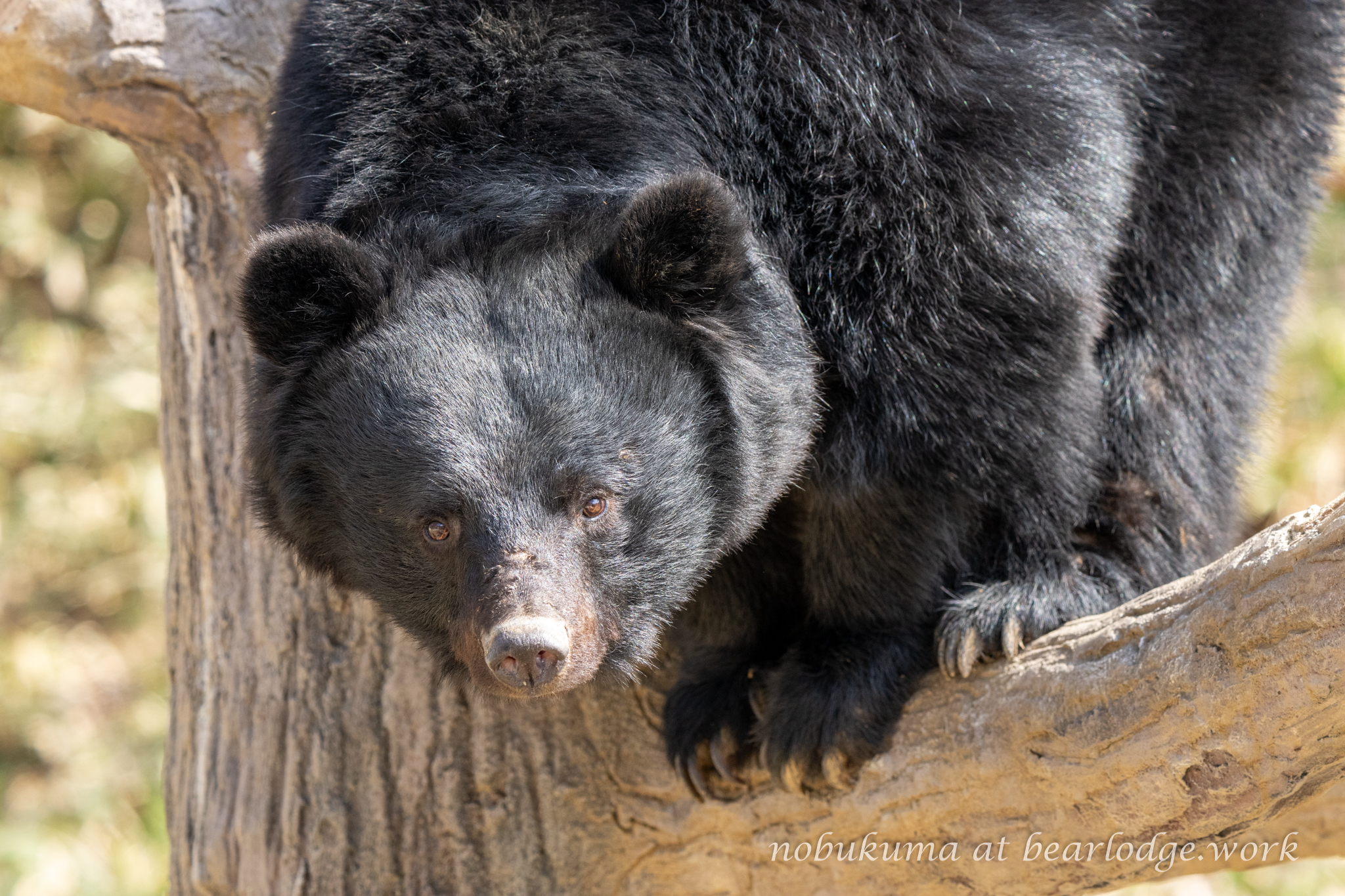 バカラ　クマのスキー バカラ クマのスキー