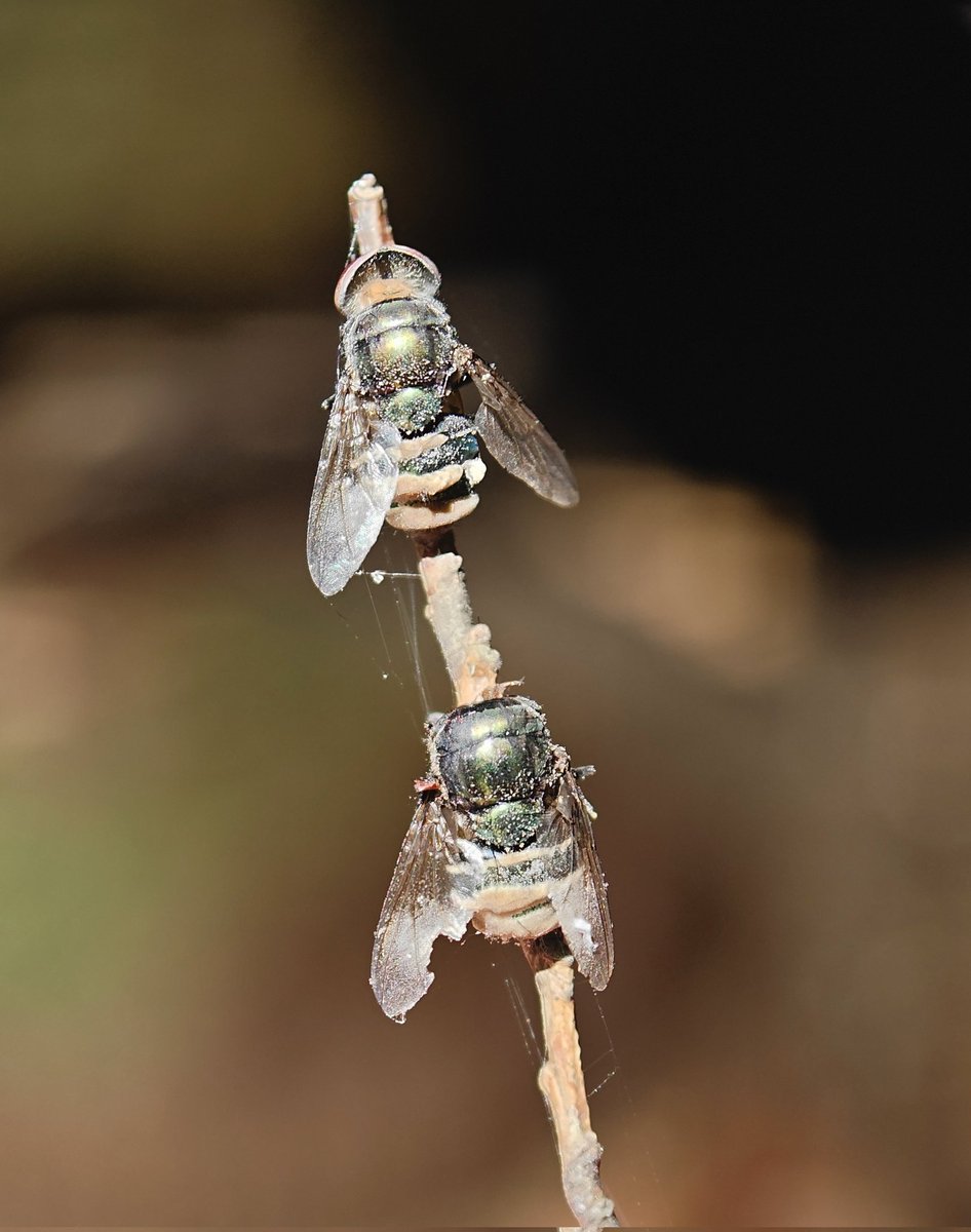 まだ新鮮な死骸。よく見ると表面にポツポツでてる