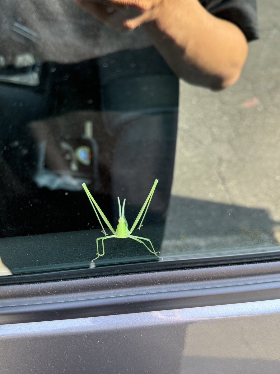 S1000rrKenta's tweet photo. 車に乗ろうと思ったらめっちゃでかいバッタが先に乗ってた..🦗
マジでどこから入った？？ https://t.co/6JWHIkkGuD