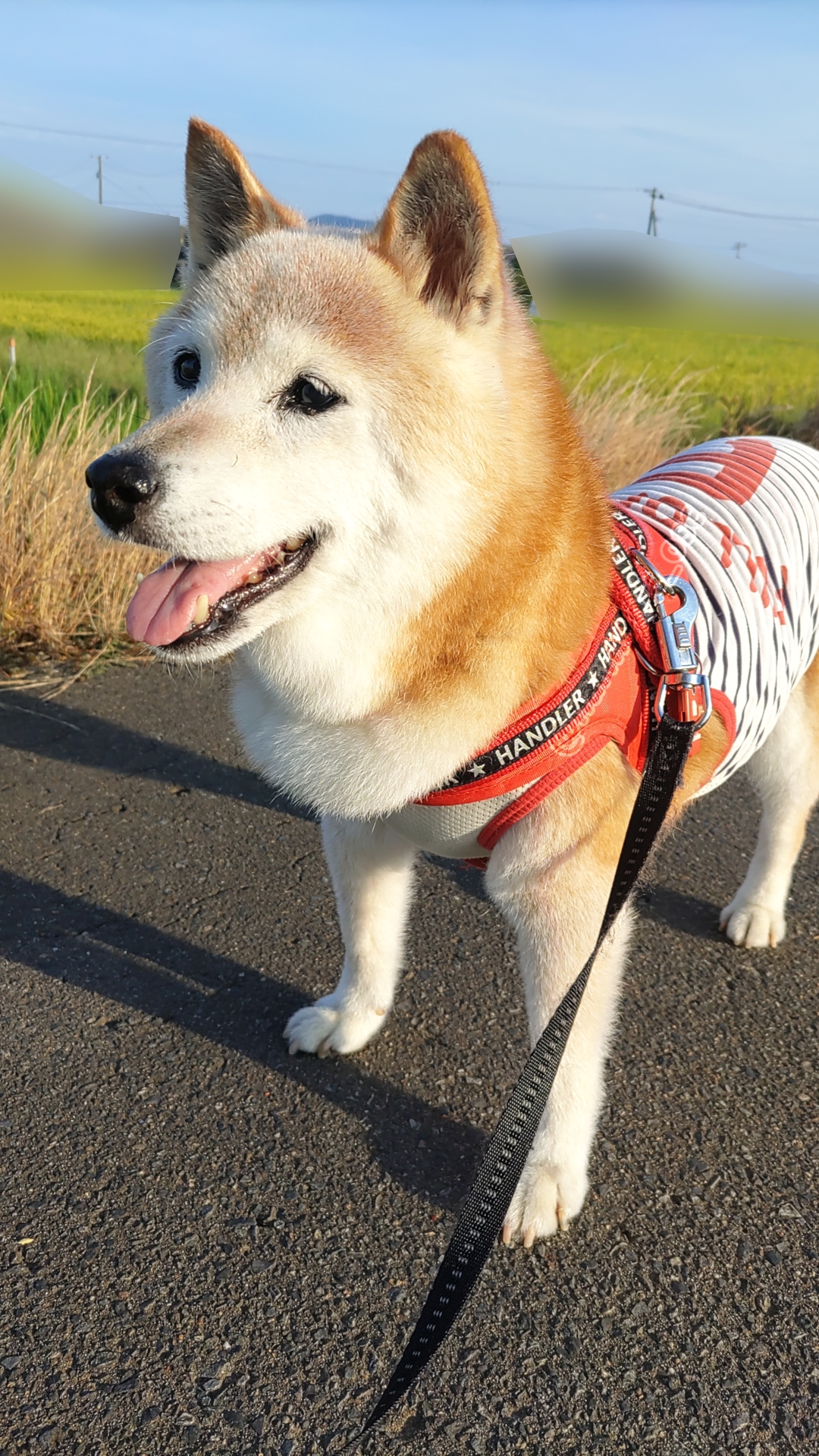 yutaka4848🐕🐾🎮💻_φ(・_・ on X: 