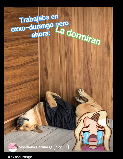 <a href="/DiloConPerritos/">Dilo con perritos</a> ojalá no pase lo mismo que con el perrito del Oxxo de Durango que hasta playerita le pusieron y cuando se hartaron decidieron dormirlo 🤬