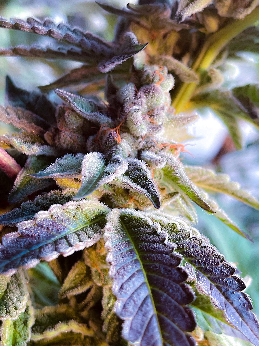 Gage Green Gardens : Biodome