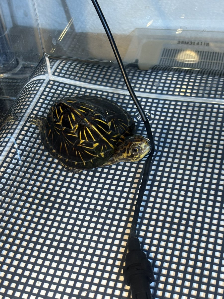 静岡第1戦
静レプにて😊
庭でカメを飼うに向けての第一歩。
飼うならこれって決めてた種😊
フロリダハコガメお迎え😍
初めてなので散々迷ったけど、近場のショップさん(<a href="/Okuyama0413/">(良心堂 )奥山洋樹</a> )でお迎えしました😊