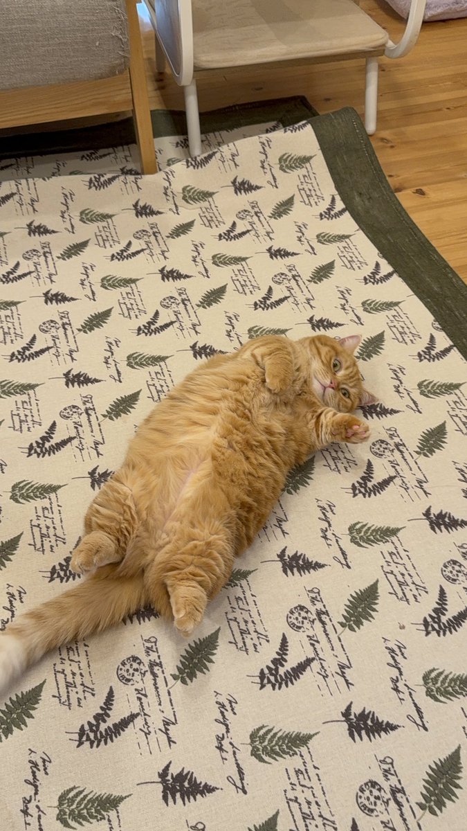 行ってきま、、、せん