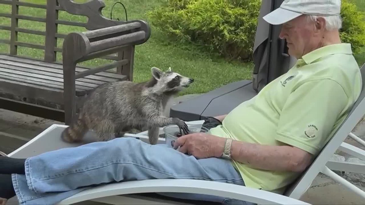 Man, 82, develops bond with raccoon who visits his porch | Story: waff.com/2025/08/03/man…