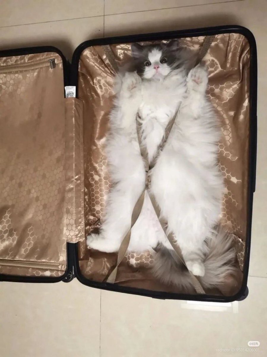 sky31337's tweet image. I only pack essential things for @defcon 

#defcon33 #defcon