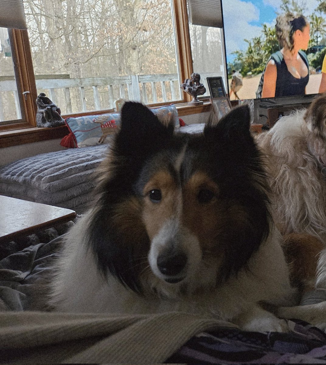 LVerhoff's tweet image. RIP💔 My little Diddy❣️