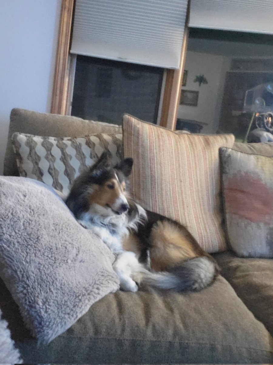 LVerhoff's tweet image. RIP💔 My little Diddy❣️