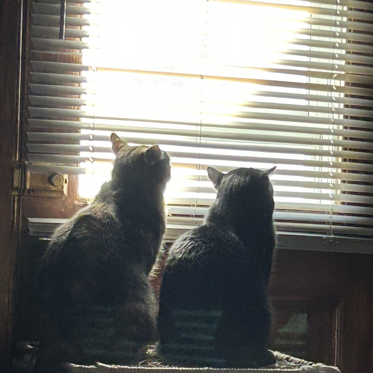 There is a bird nest on our porch and this is what the cats do everyday now