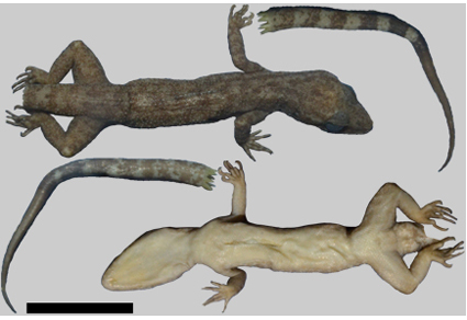 New bent-toed gecko (#Squamata: #Gekkonidae) from Simeulue Island, #Indonesia
#taxonomy
#newspecies
doi.org/10.11646/zoota…