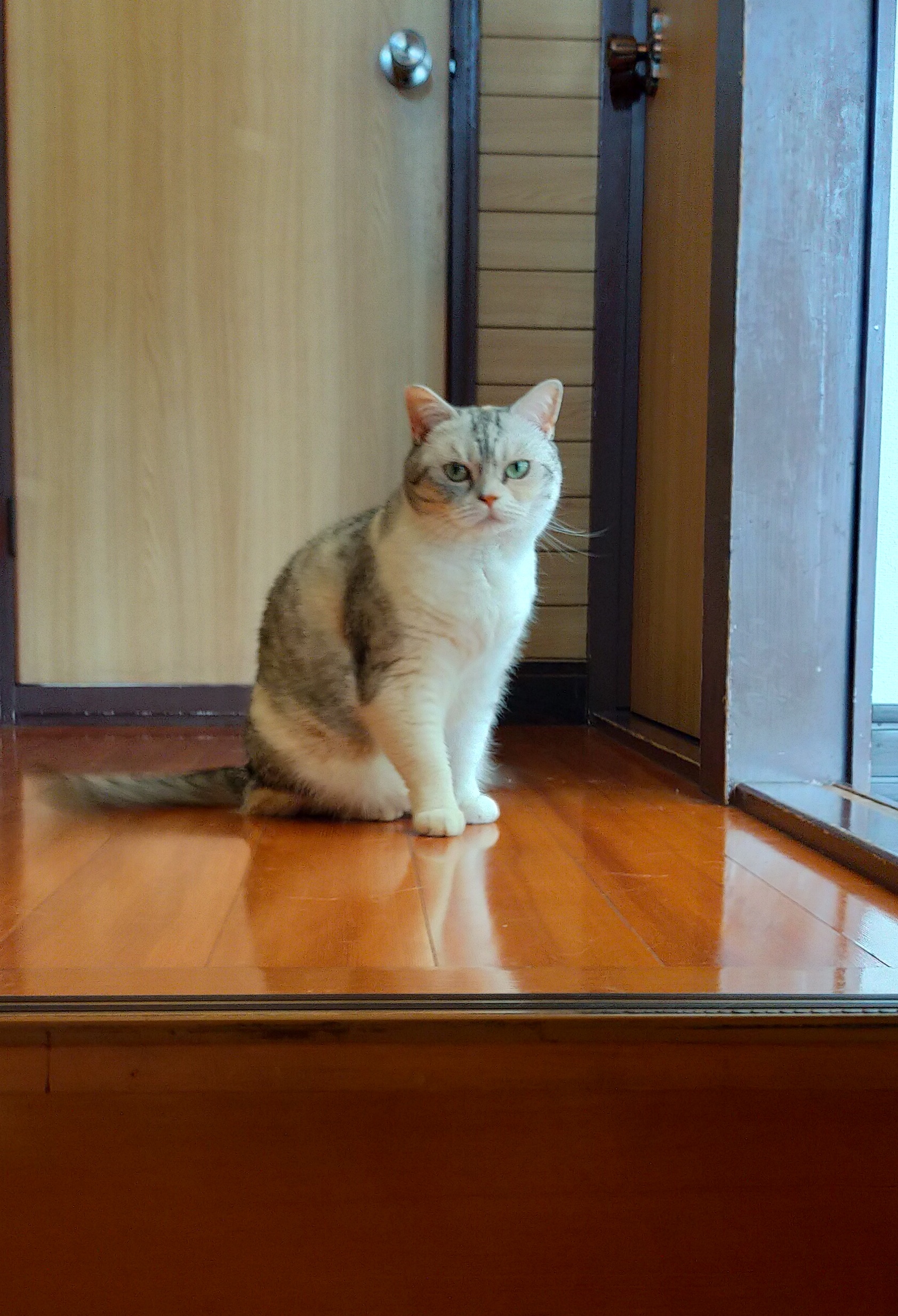 まさまさ(猫) on X: 