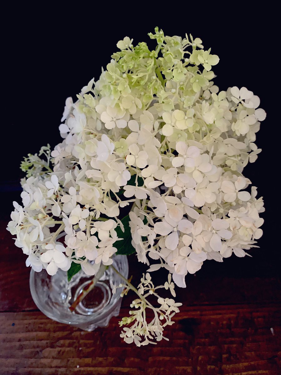 今綿貫さんちで最も気合の入ってる花、ノリウツギ。