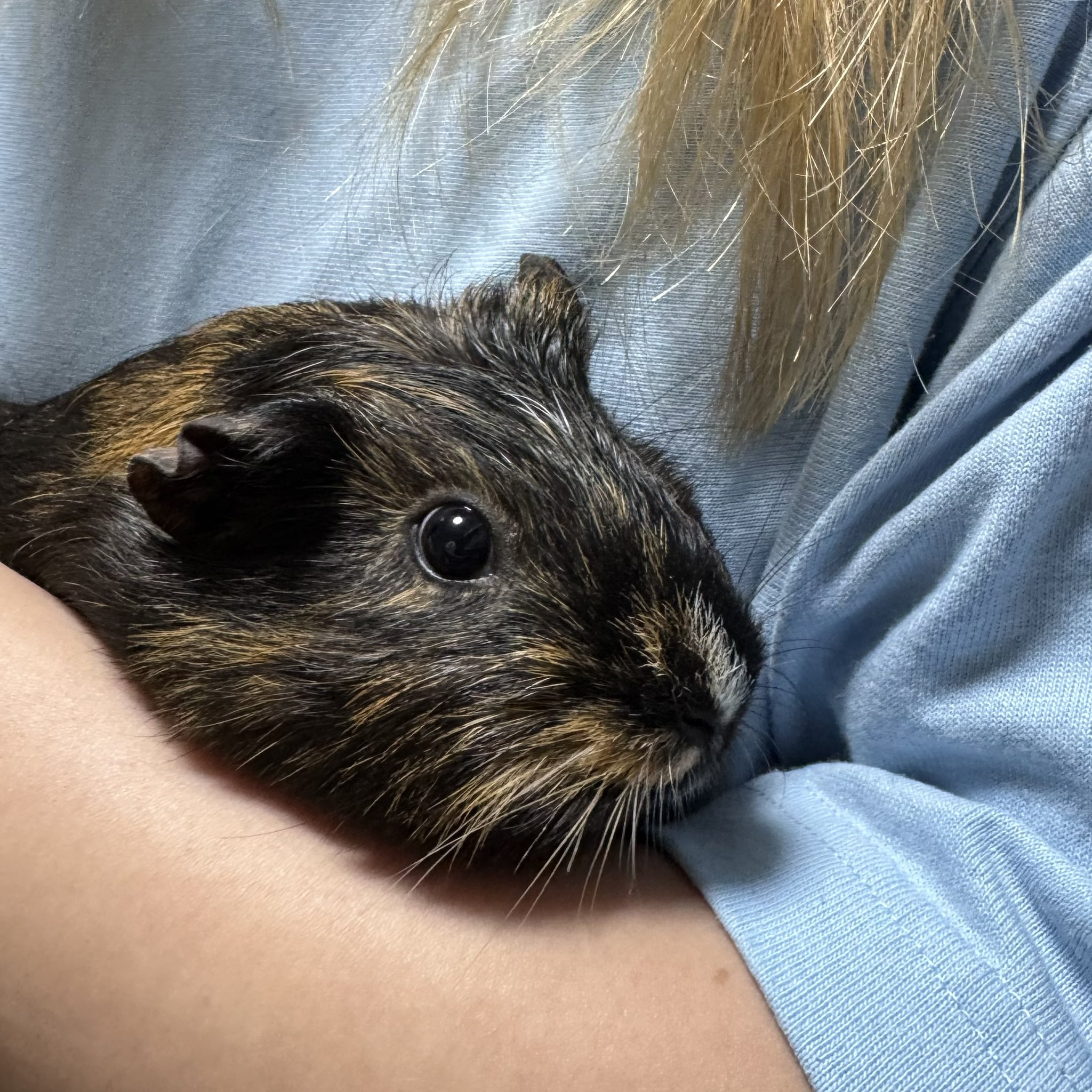 齧齒類ページ ❤️ アジサイ 月虹ピンク○4年もの開発期間 紫陽花 鉢植えも可能 5.5