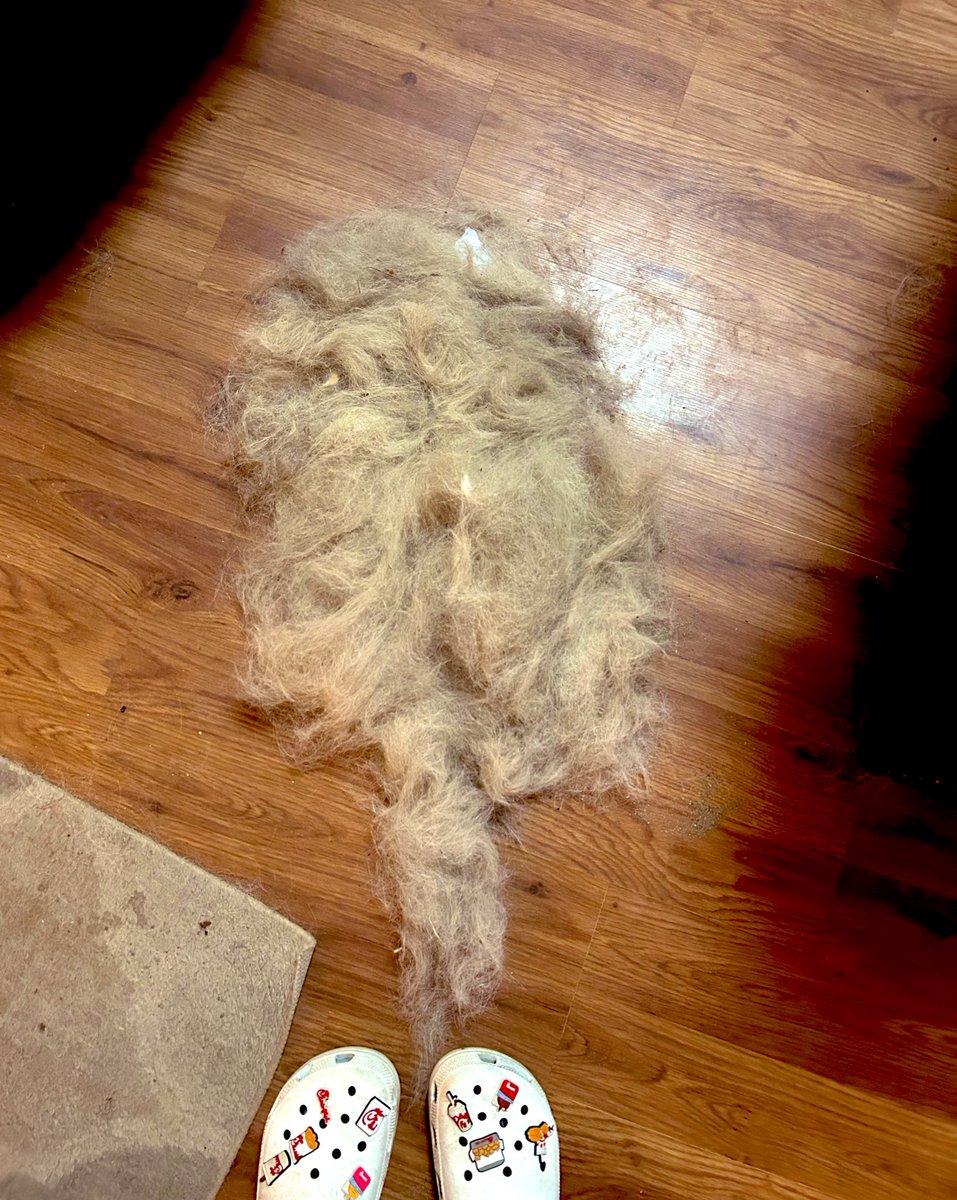 I swept and found a whole other dog 💀