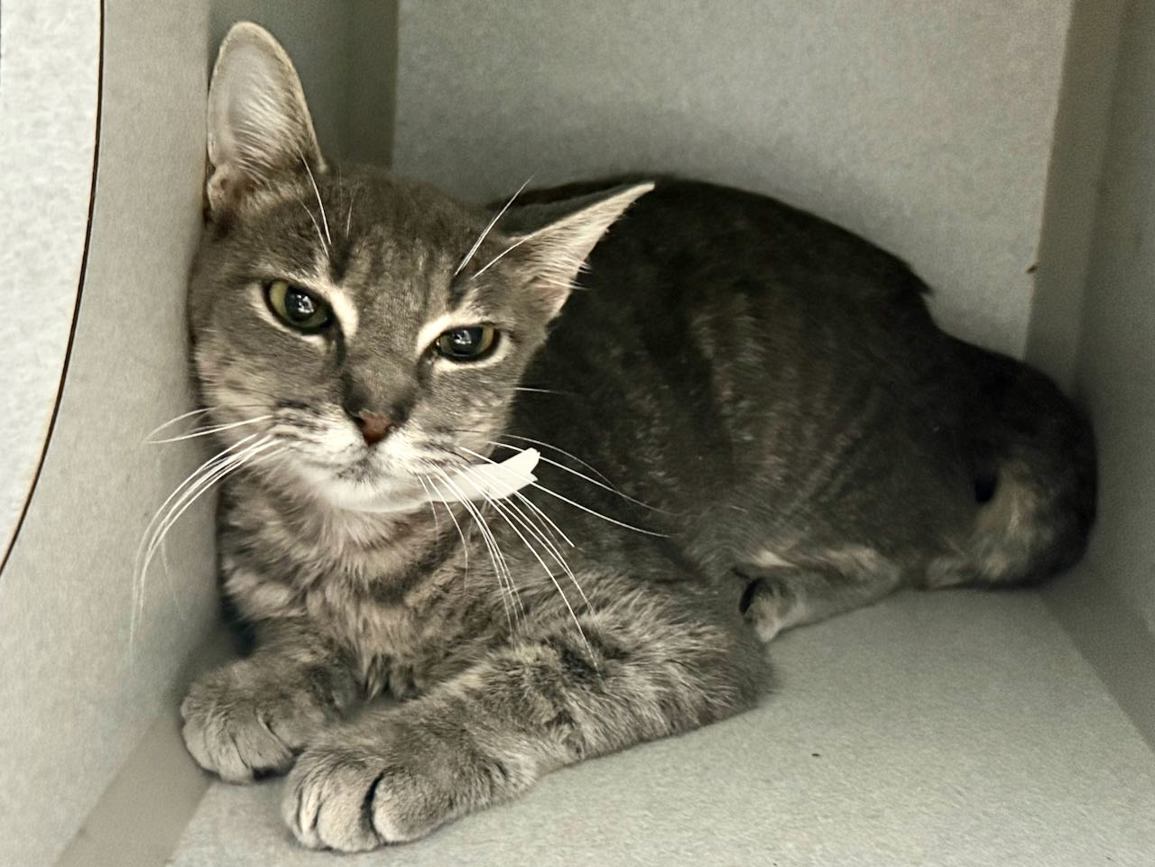 <a href="/NYCDEATHROWCATS/">NYC's DEATH ROW CATS</a> Stormie 230798