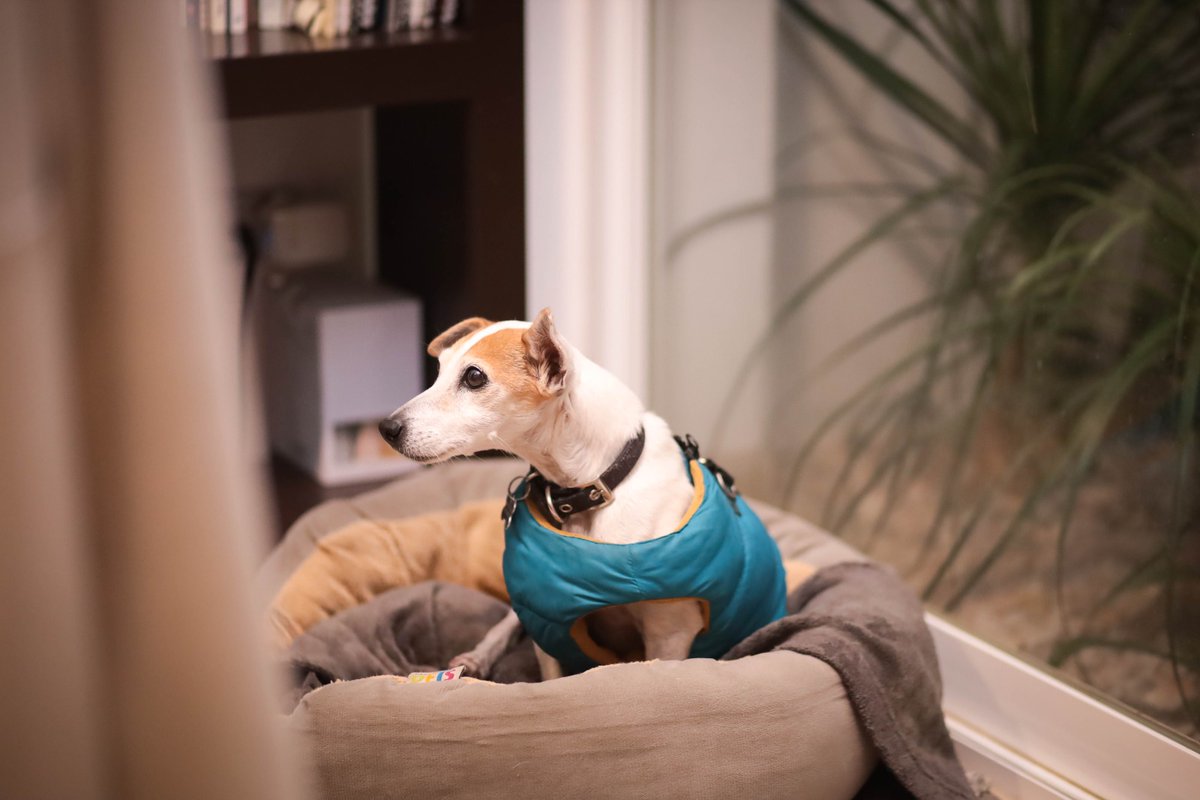 Mi fiel compañero...