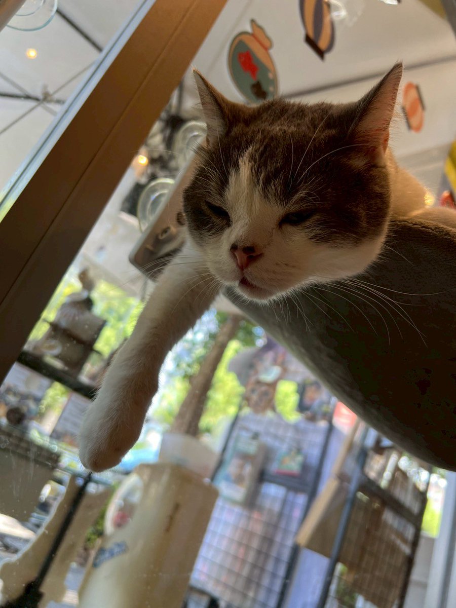 化け猫カフェ 特典 コースター 全種セット24枚 7種から選べるデザイン 木製コースター 4枚セット 猫 ネコ 9cm