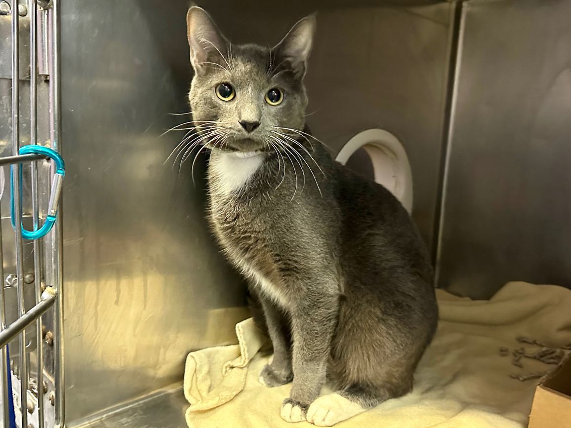 <a href="/NYCDEATHROWCATS/">NYC's DEATH ROW CATS</a> Gochujang 166756