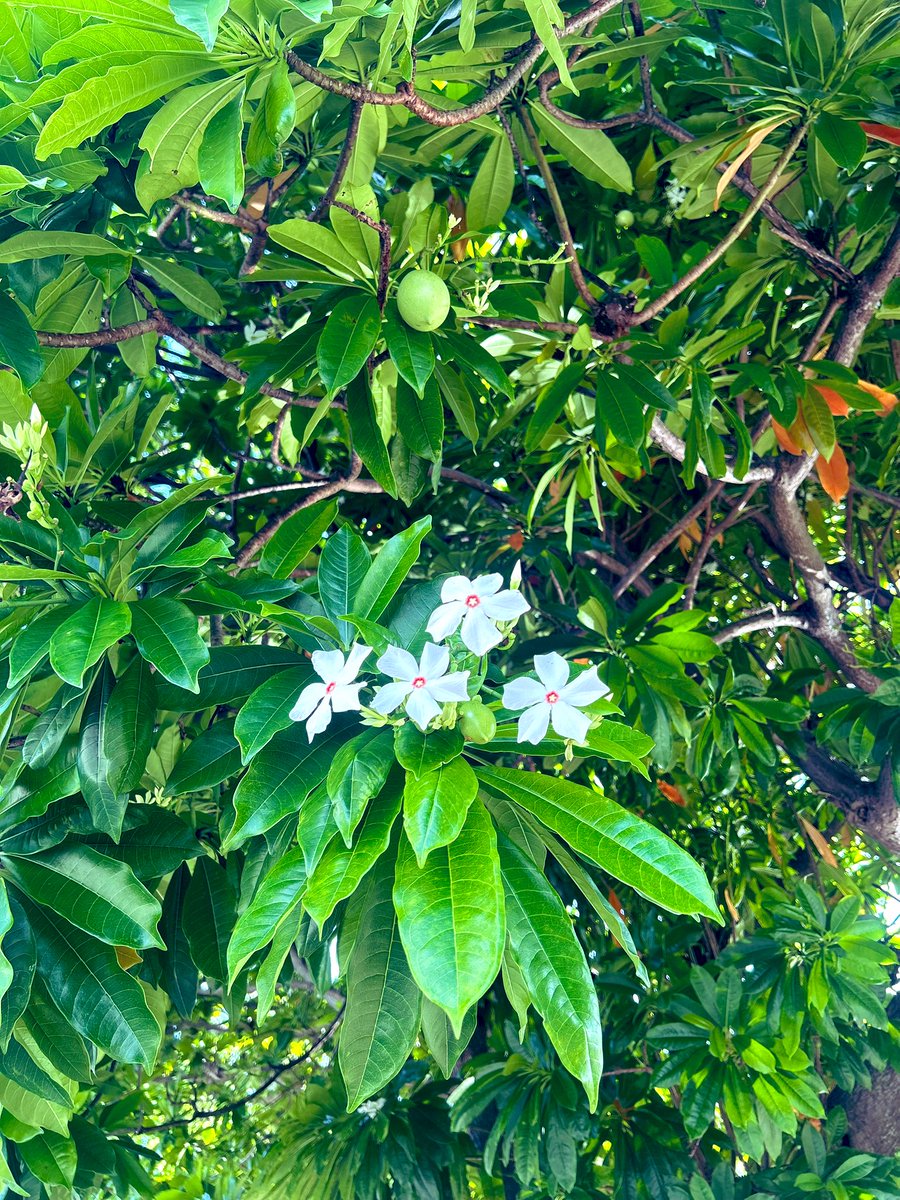 体調良すぎて久々の朝活