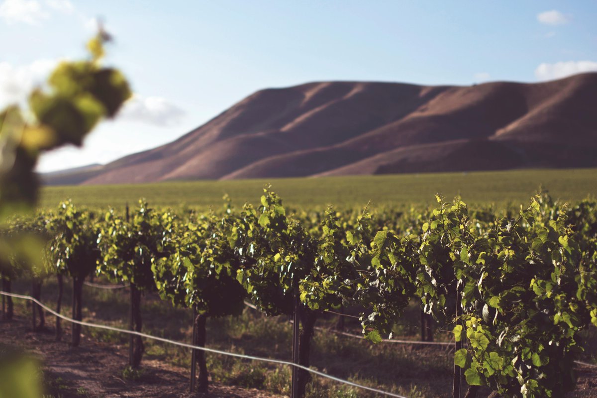 Unlock your vineyard’s potential with Microbial Agnyte -a cutting-edge bio-inoculant that boosts root growth, nutrient uptake &amp; stress resilience for grapes. Sourced from <a href="/MaskellGrowers/">Maskell Growers</a>, experts in sustainable ag. Improve yields &amp; vine health while reducing chemicals. 

Learn