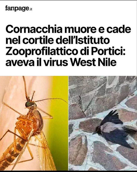 BREAKING NEWS: È MORTA UNA CORNACCHIA!

Difficile da credere, ma la notizia sta in bella vista su Fanpage: "Cornacchia muore e cade nel cortile dell’Istituto Zooprofilattico di Portici: aveva il virus West Nile."
  
Questo il testo dell’articolo: “Una cornacchia muore in volo e