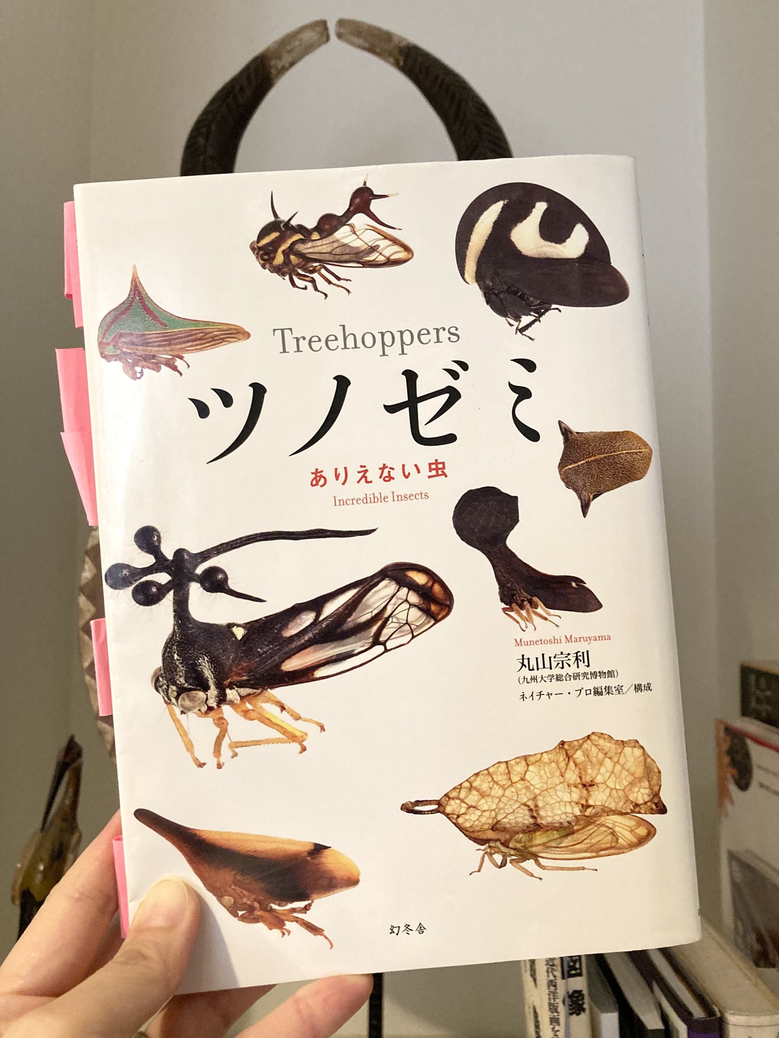 花音♬Entomologist✪ Hanamusic （ハナムシック） (@Hanamusic_toy) / X