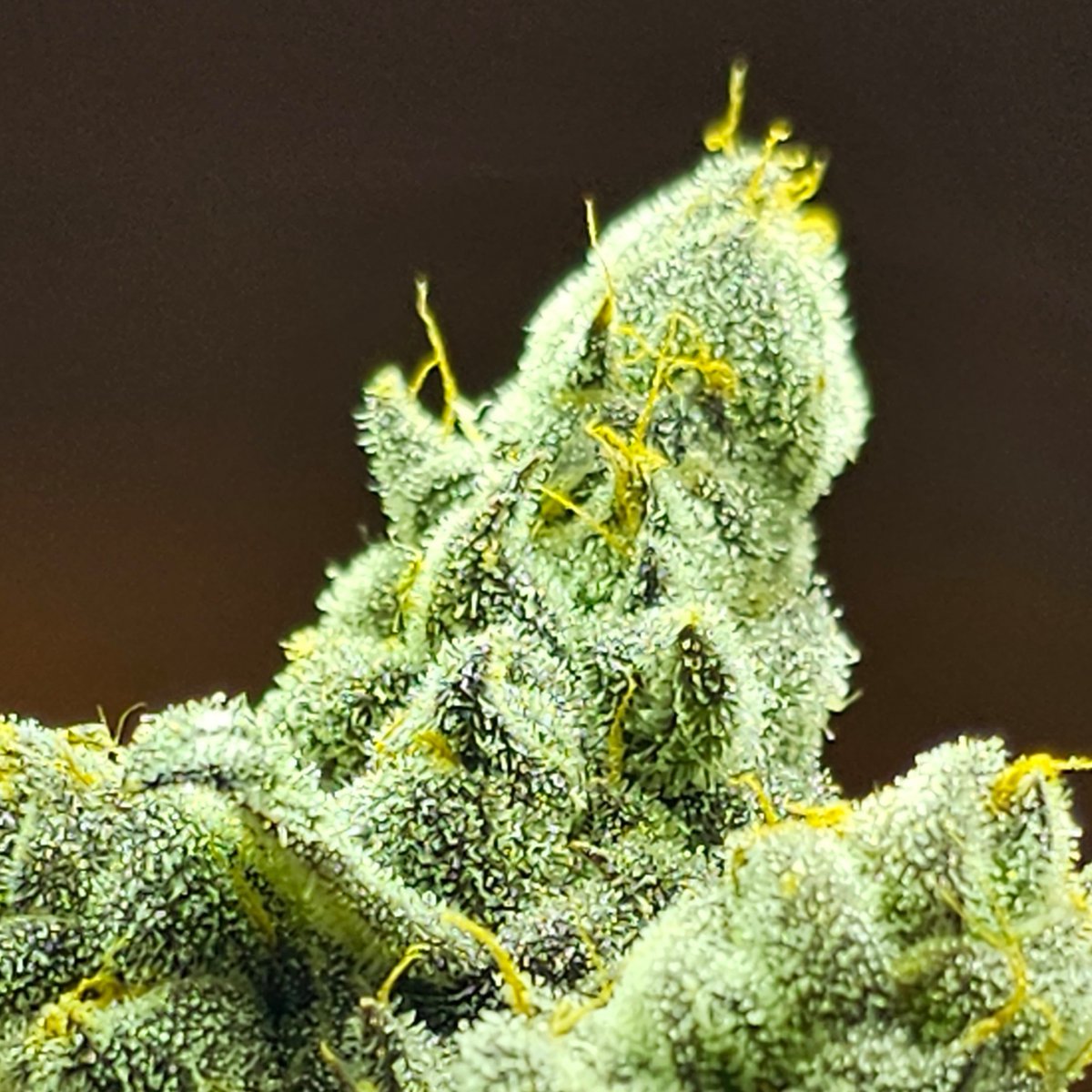 Sofem Genetics (@sofemtony) on Twitter photo 